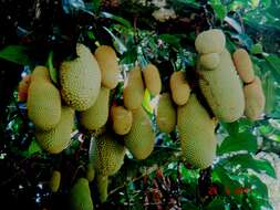 Image of breadfruit