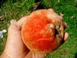 Image of Velvet-Apple