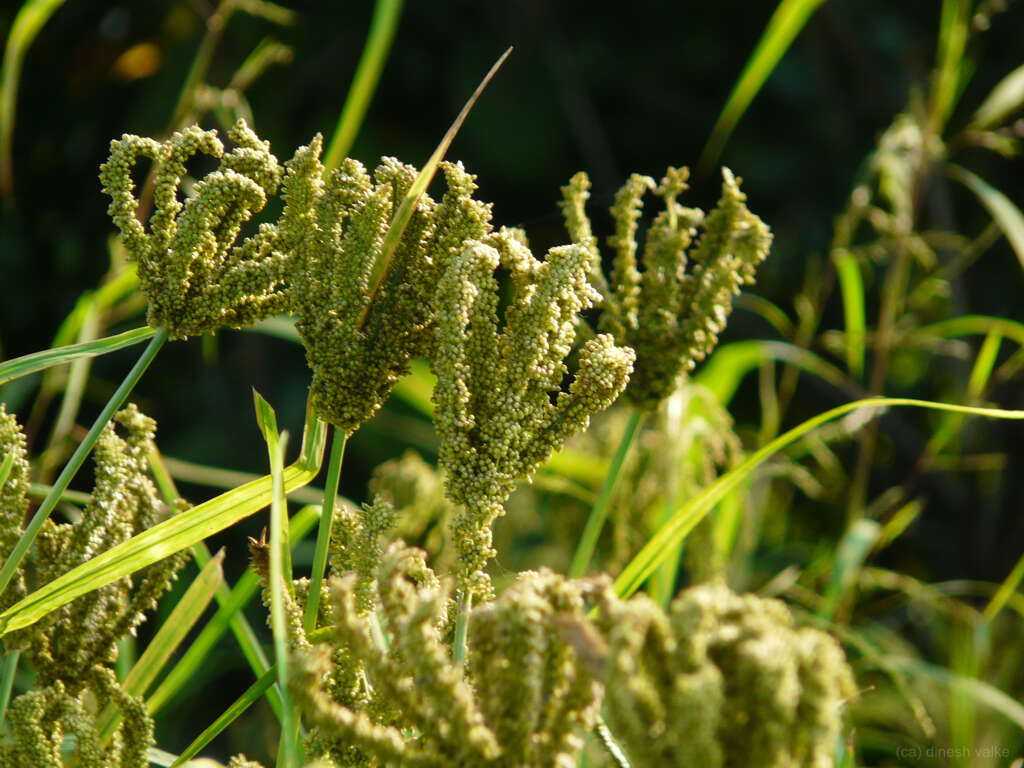 Image of goosegrass