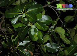 Image of calophyllum