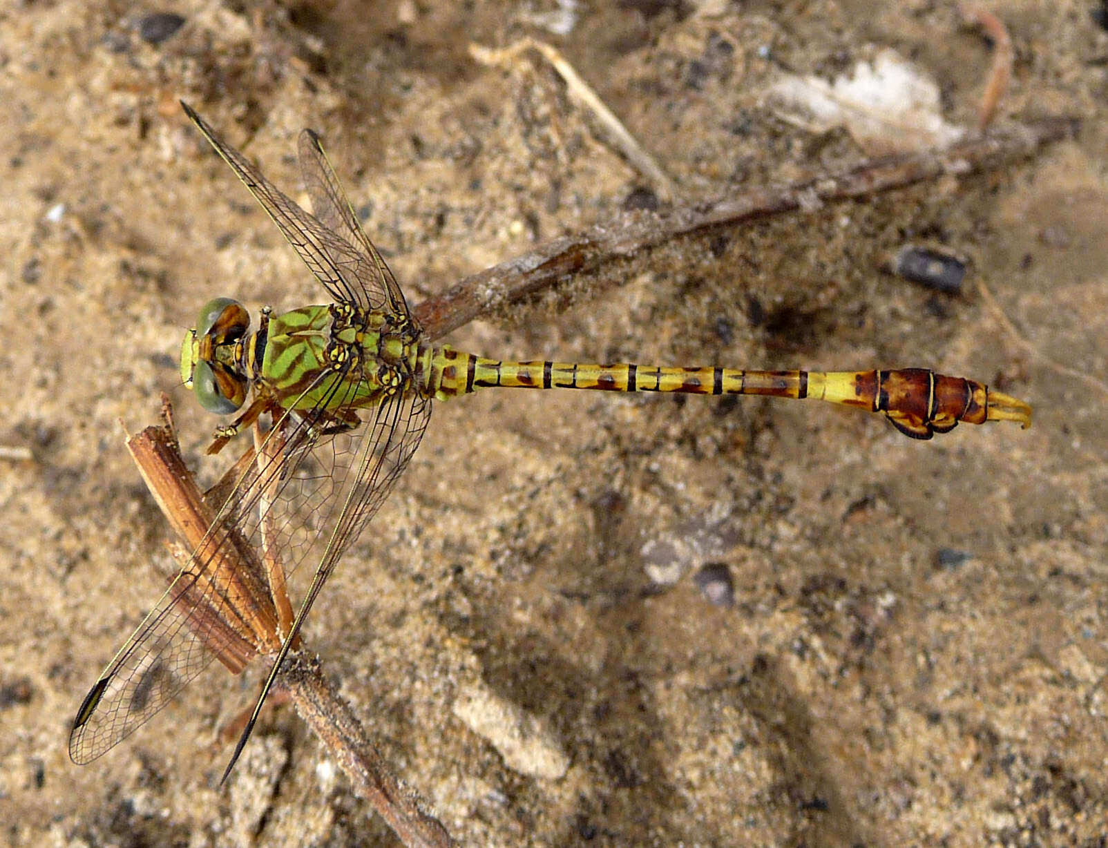 Image of Common Hooktail