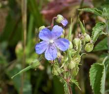 Image of geranium