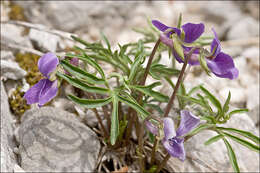 Image of Viola pinnata L.