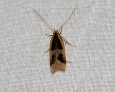 Image of Lecithoceridae