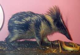 Image of streaked tenrecs