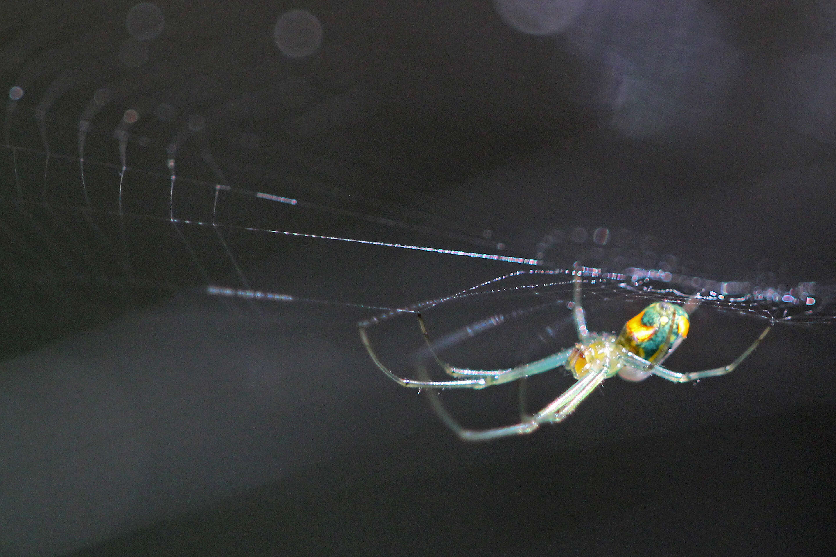 Image of Leucauge argyrobapta (White 1841)