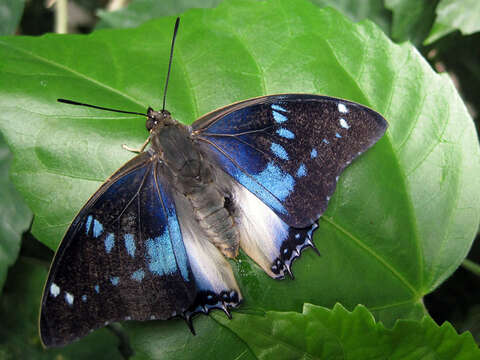 Image of Charaxes cithaeron Felder 1859