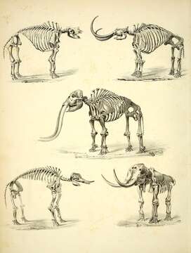 Image of Mammut Blumenbach 1799