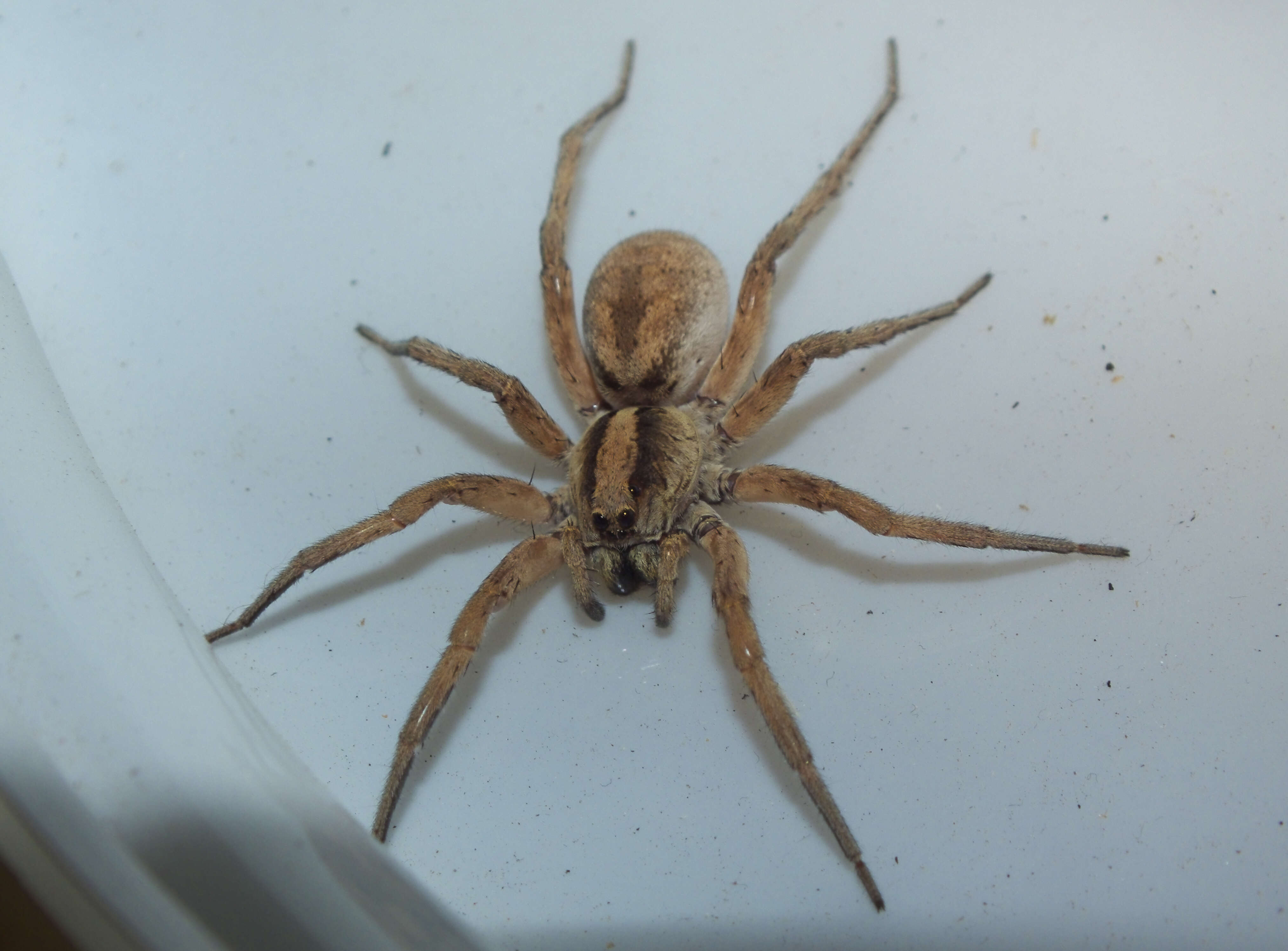 Image of wolf spiders