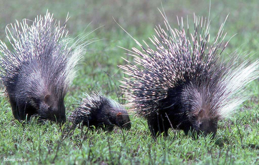 Image of North African crested porcupine