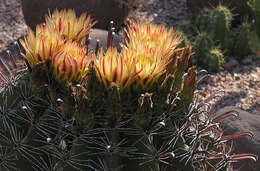 Image of Ferocactus peninsulae (F. A. C. Weber) Britton & Rose