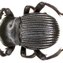 Image of Widespread Posthumous Darkling Beetle