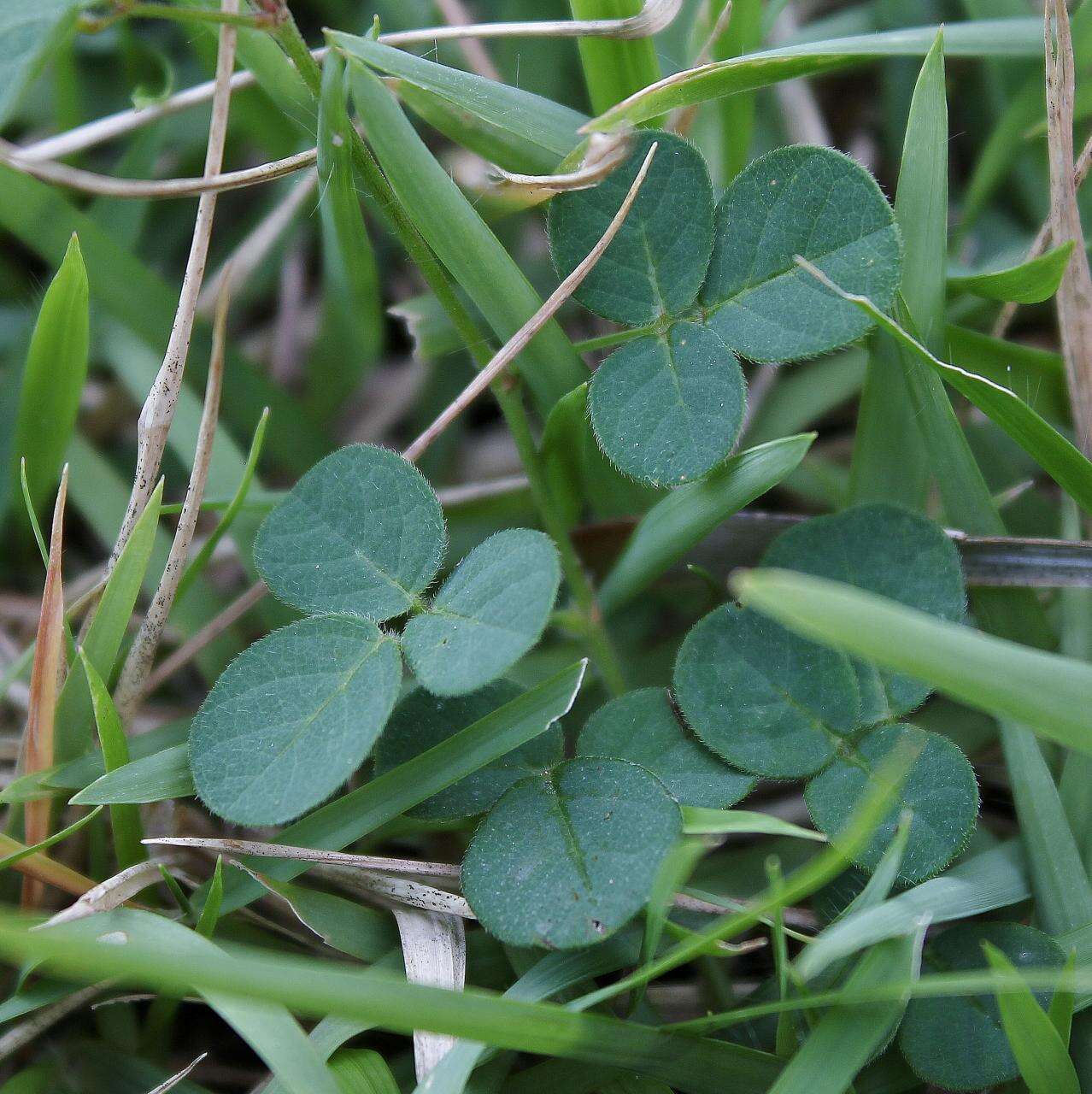 Image of ticktrefoil