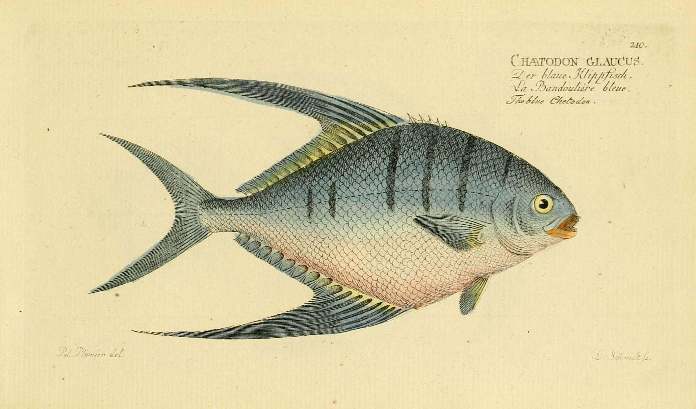 Image of Chaetodon glaucus