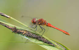 Image of Red-veined Darter