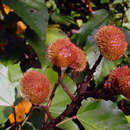 Image of Bixa urucurana Willd.