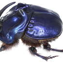 Image of <i>Coprophanaeus <i>saphirinus</i></i> saphirinus