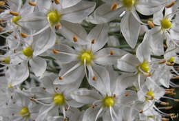 Image of Foxtail Lily