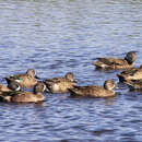 Image of Blue-winged Teal