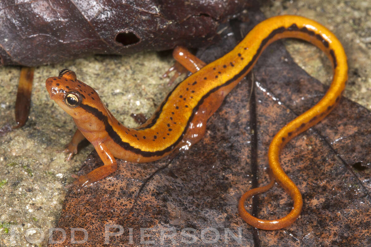 Image of Blue Ridge Two-Lined Salamander