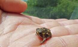 Image of Common Rain Frog