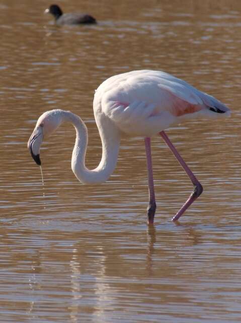 Imagem de Phoenicopterus Linnaeus 1758