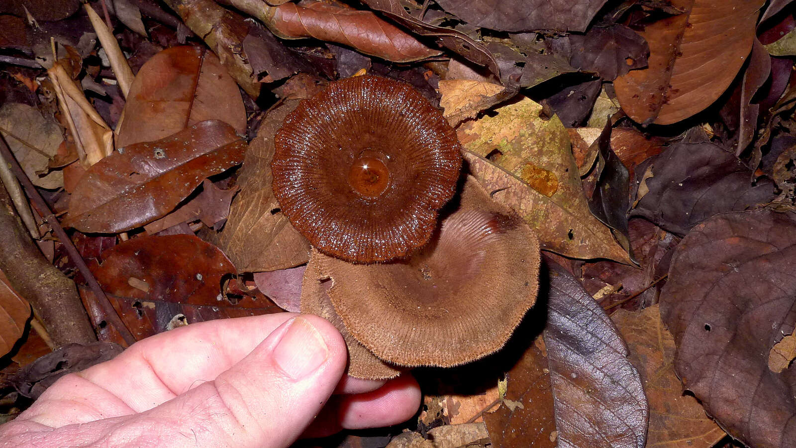 Image of Panus similis (Berk. & Broome) T. W. May & A. E. Wood 1995