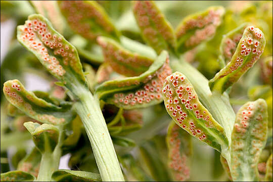 Image of Uromyces pisi-sativi (Pers.) Liro 1908