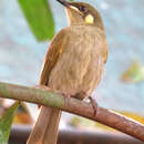 Image of Yellow-spotted Honeyeater