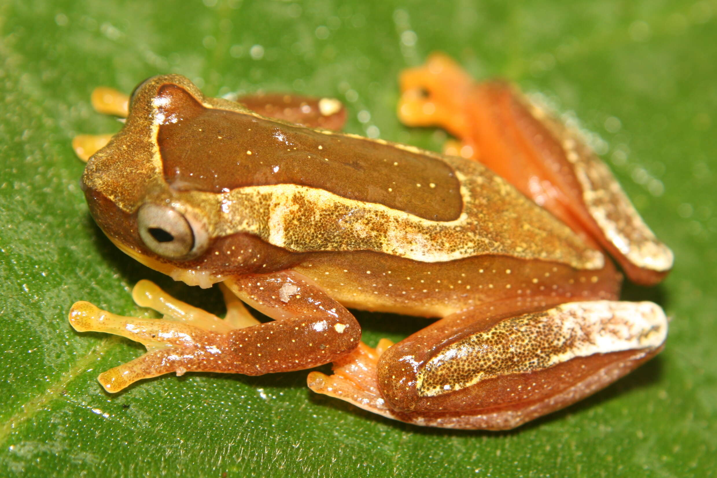 Image of Dendropsophus Fitzinger 1843