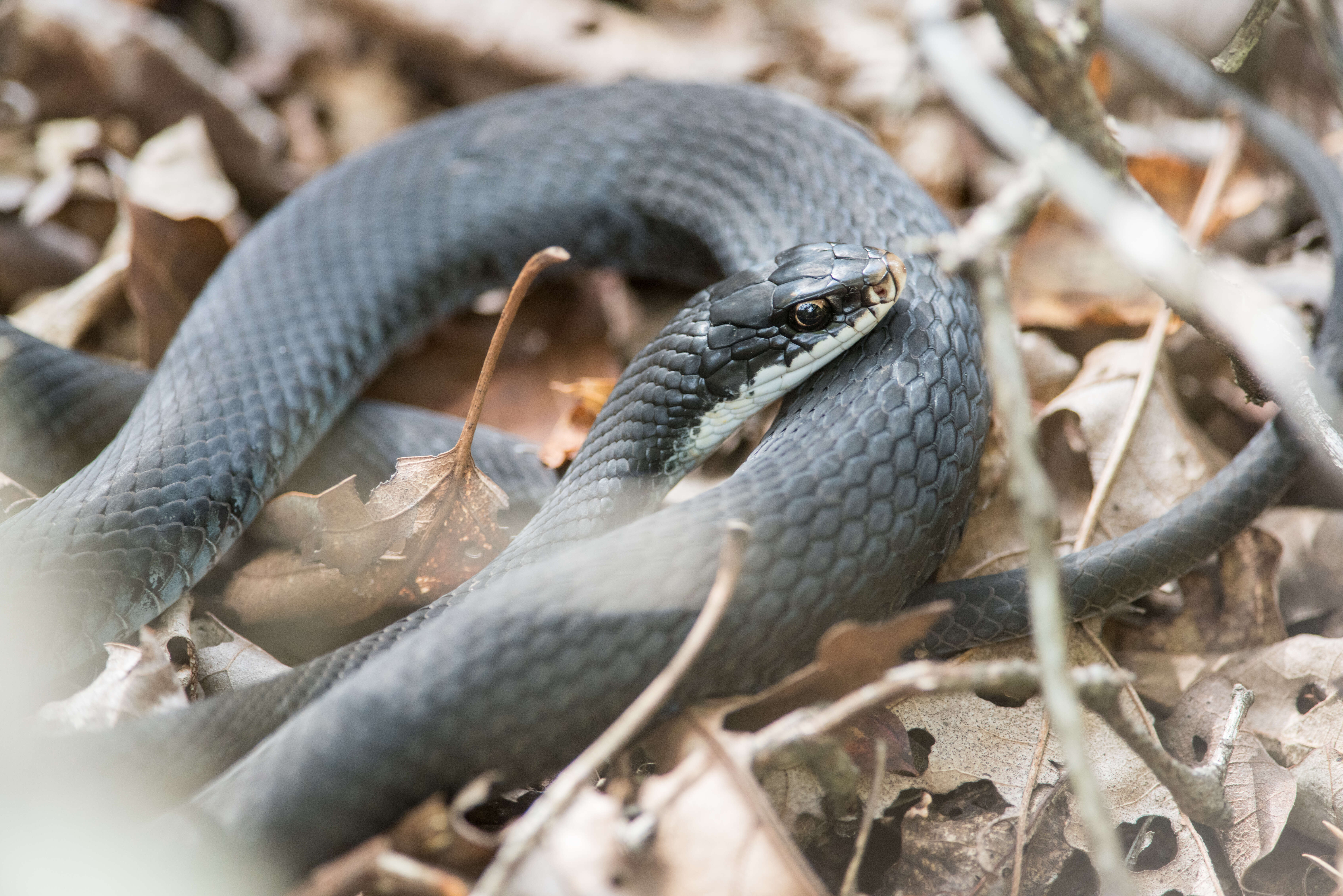 Image of Eastern Racer