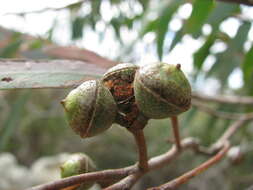 Image of red stringybark