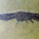 Image of Glyphea tenuis