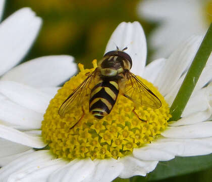 Image of Dasysyrphus albostriatus (Fallen 1817)