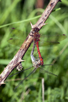 Image of Sympetrum Newman 1833