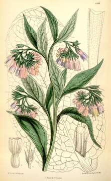 Image of prickly comfrey