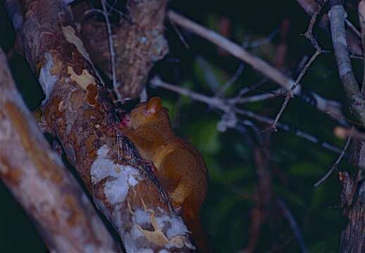 Image of Giant mouse lemur