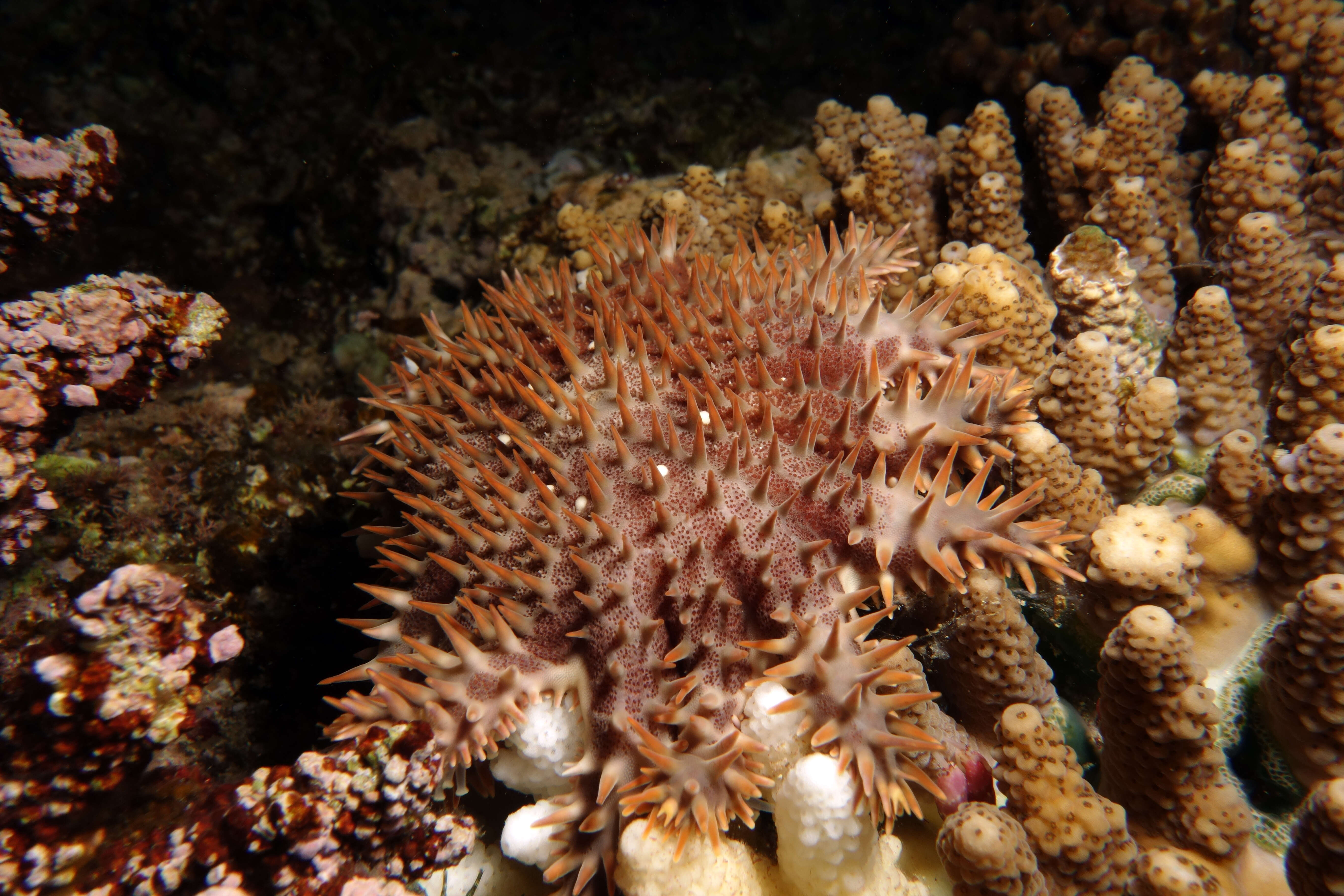 Image of crown of thorns starfish