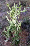 Image of Common Pricklypear