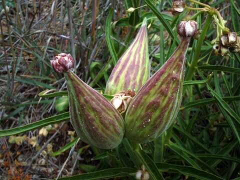 Image of spider milkweed