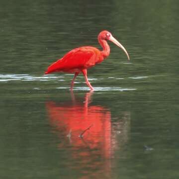 Image of Scarlet Ibis