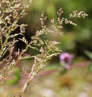 Imagem de Agrostis stolonifera L.