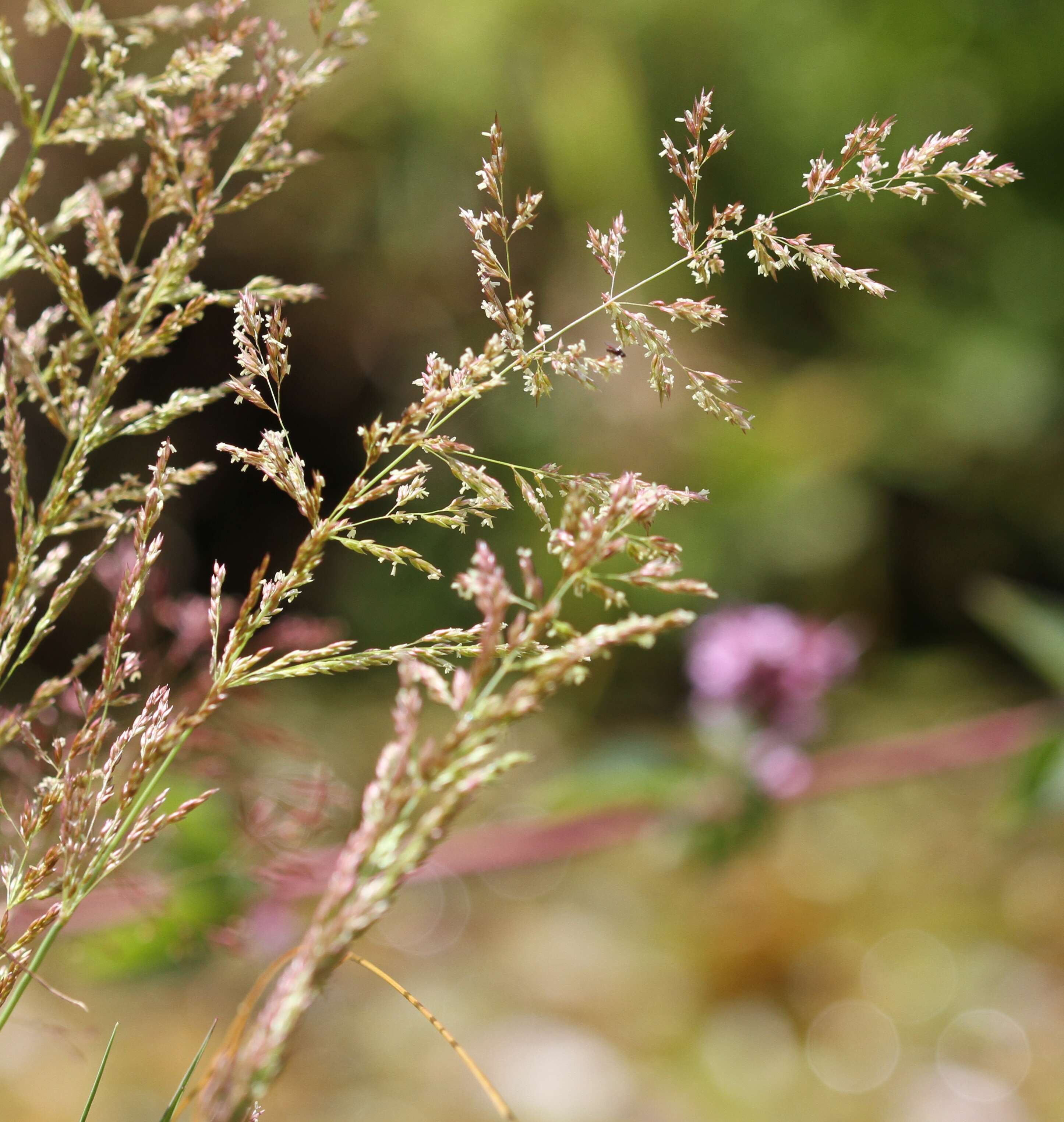 Imagem de Agrostis stolonifera L.