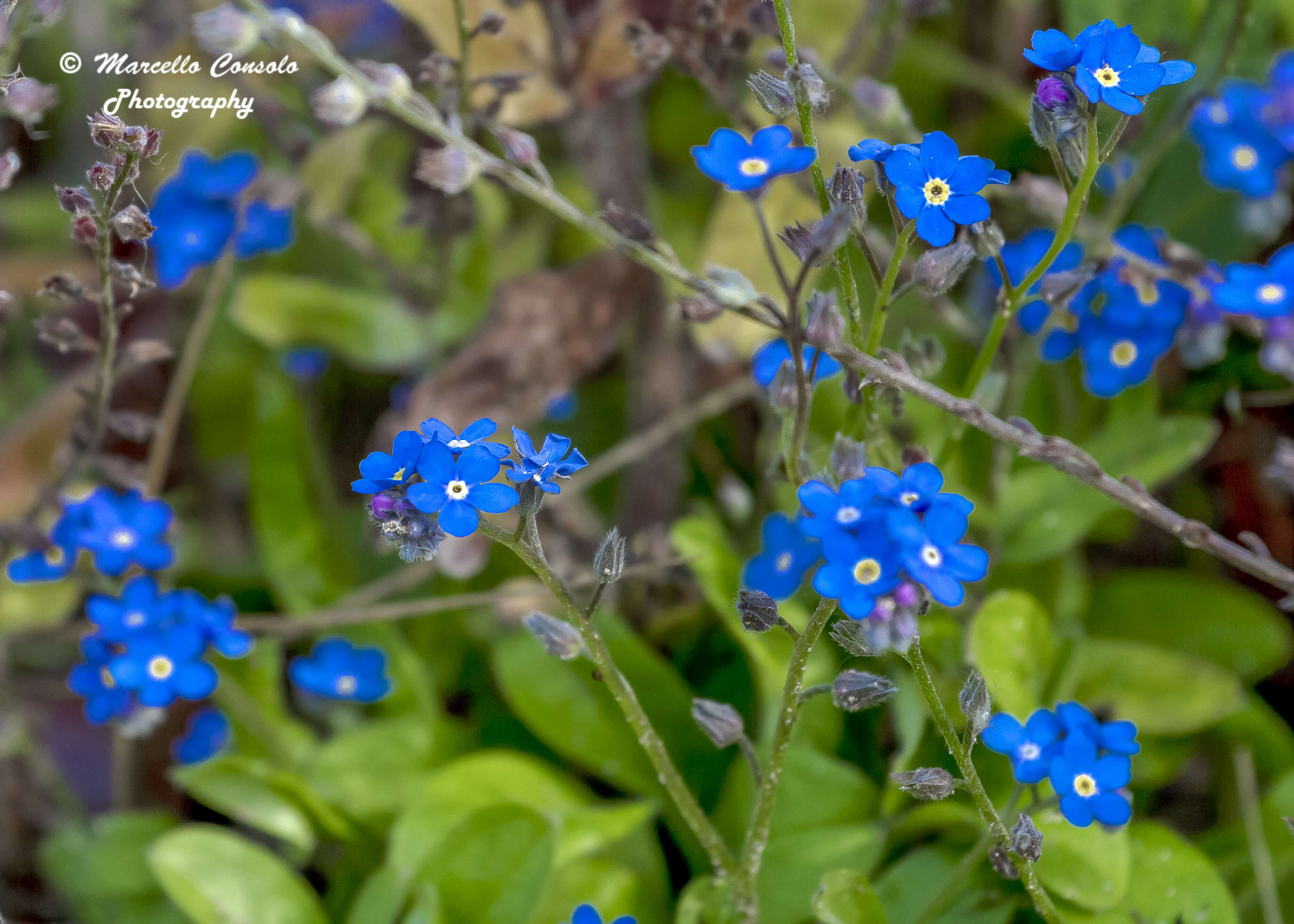 Image of forget-me-not