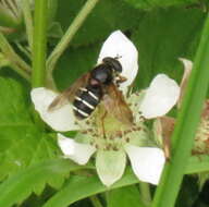 صورة Sericomyia lappona (Linnaeus 1758)