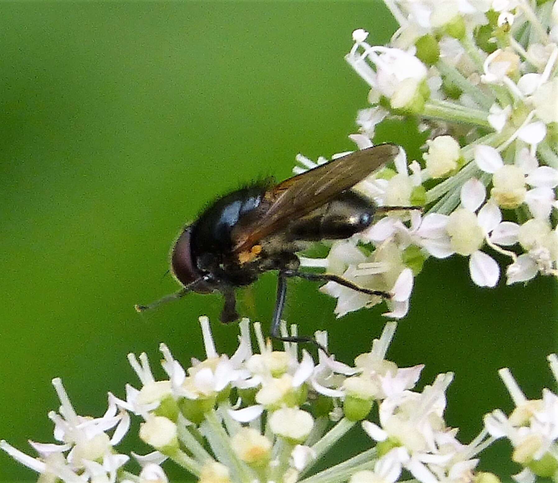 Image of hoverfly