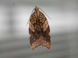 Image of fruit-tree tortrix moth