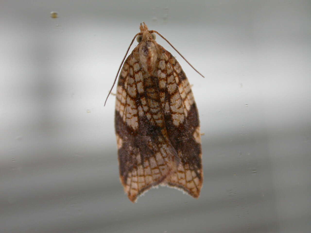 Image of Acleris