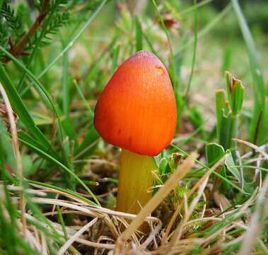 Image of Hygrocybe nigrescens (Quél.) Kühner 1926