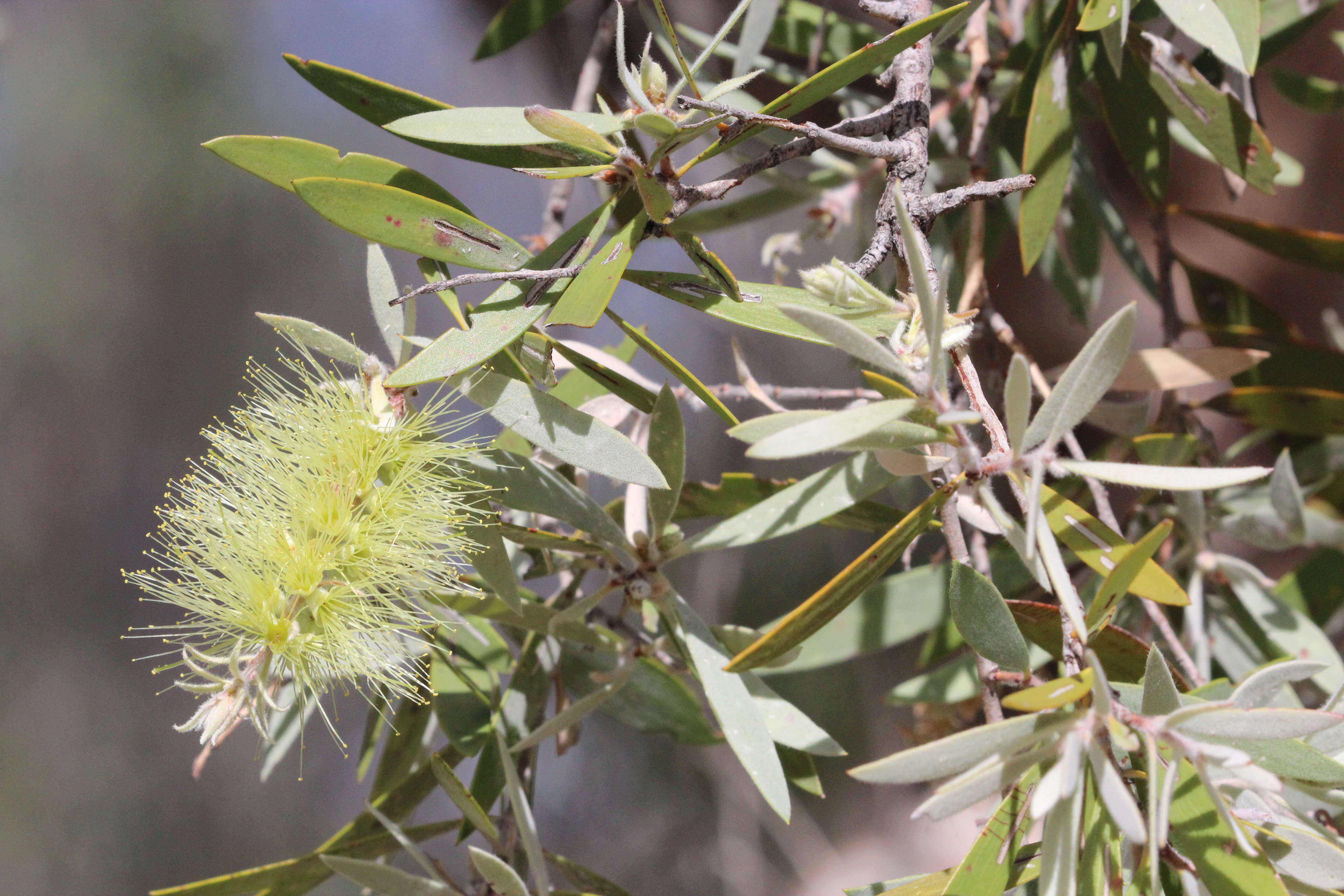 Image of Melaleuca nervosa (Lindley) Cheel